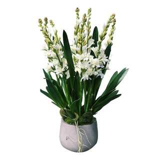 晚香玉种球夜来香花苗浓香型多年生植物室内外庭院四季易种活花卉