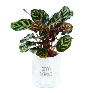 孔雀竹芋水培盆栽四季常青紫背喜阴植物吸甲醛净化空气包邮室内