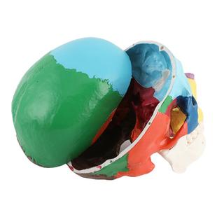 口腔仿真彩色头颅模型可拆卸牙科教具骷髅头医学颅骨头骨标本头模