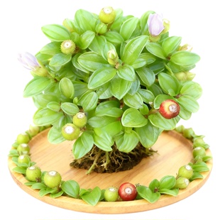 新鲜地稔草地捻地稔子地稔地菍苗地捻草地捻苗地稔草地脚茶矮脚地