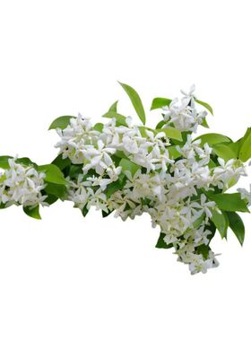 流苏树苗带花苞嫁接四月雪油根子