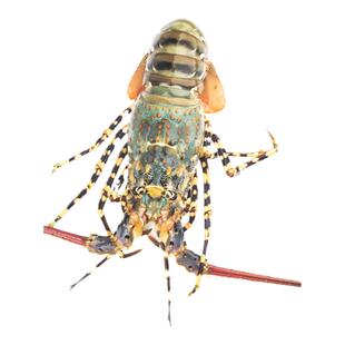 澳洲龙虾大龙虾青龙奥龙海鲜鲜活水产冷冻生鲜波士顿龙虾花龙澳龙