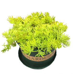 黄金佛甲草皮盆栽耐寒耐热屋顶绿化庭院草坪四季常绿金叶地被植物