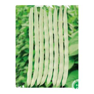 中蔬优丽白芸豆种籽老来少豆角四季菜豆蔬菜种孑芸豆种子农家菜子