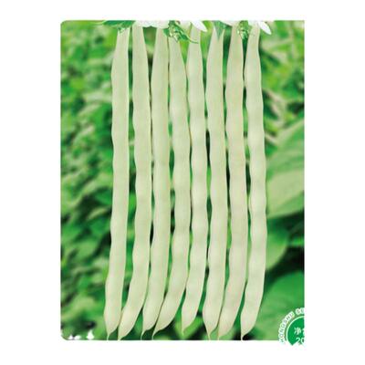 农家种子中蔬白芸豆老来少四季