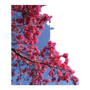 木棉花树苗红花木棉别墅庭院盆栽地栽四季风景树绿化园林工程苗木