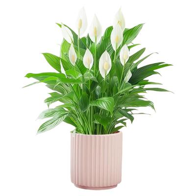 白掌一帆风顺盆栽室内桌面绿植