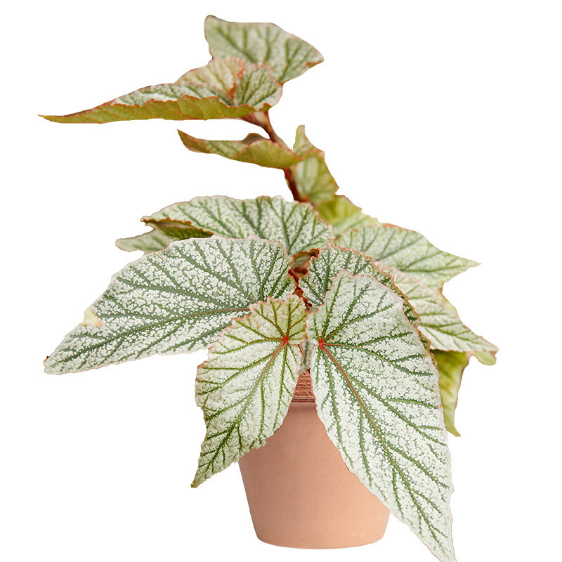 秋海棠盆栽绿植观叶植物