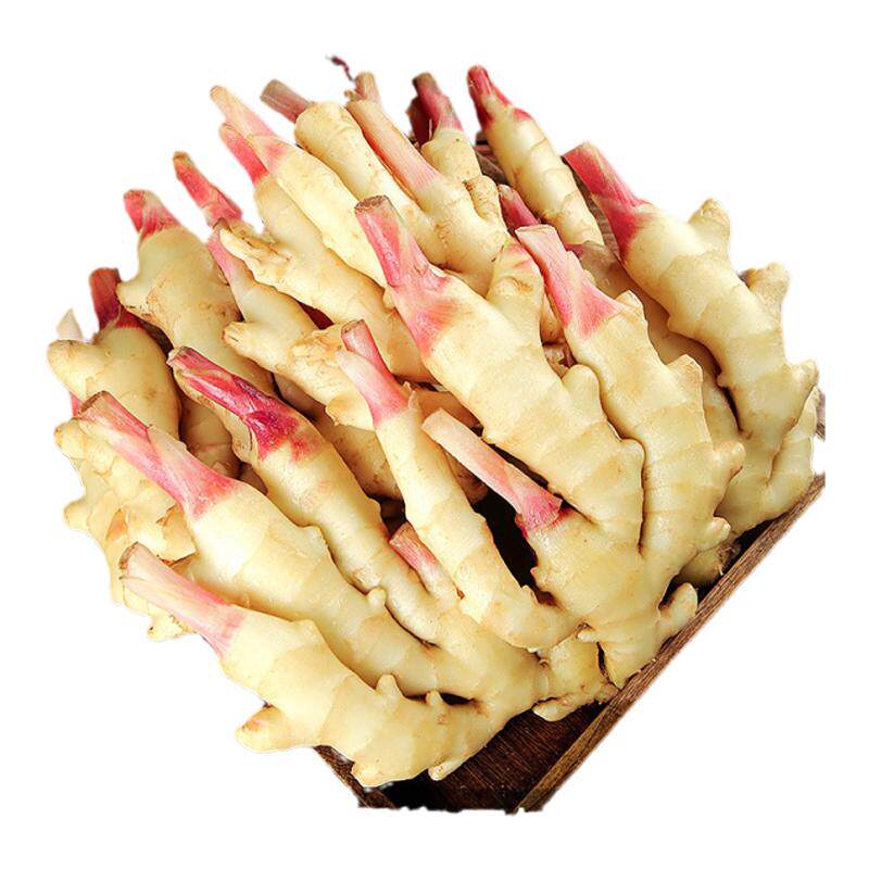 现挖红芽嫩姜5斤新鲜当季蔬菜非四川小黄姜仔姜指头生姜芽可腌制1
