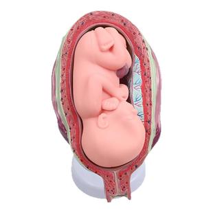 妇产科 女性盆腔附足月胎儿模型 妊娠发育九个月胎儿子宫生殖模型