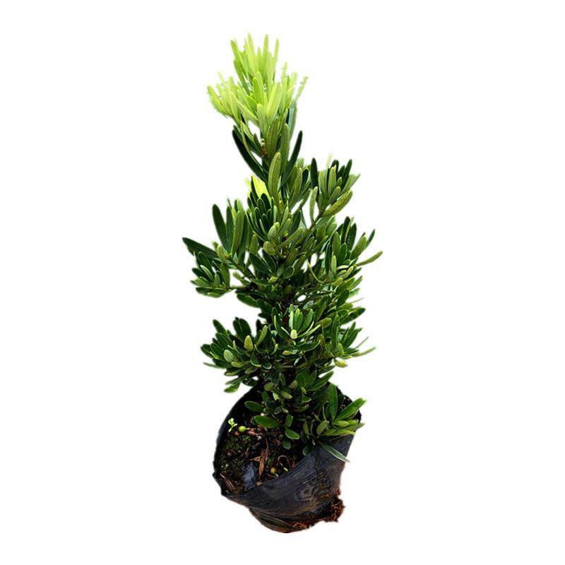 红芽绿植盆栽发财罗汉松
