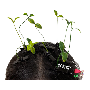 神器小草发夹搞怪豆苗小花豆芽头上长草发芽饰品小鸡发夹稀奇古怪