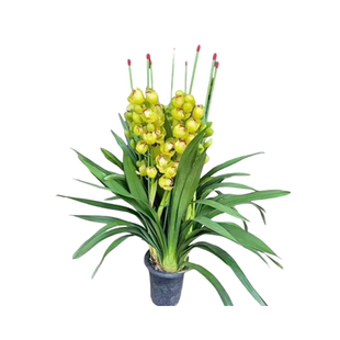 精品大花蕙兰盆栽年宵花鲜花室内办公室阳台带香味花期长大花惠兰