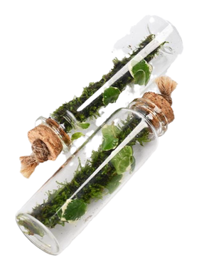 苔藓微景观生态瓶花叶薛荔桌面