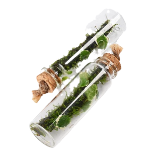 苔藓微景观缸鱼缸生态瓶苔藓缸微观生态瓶水培苔藓瓶水培植物绿植