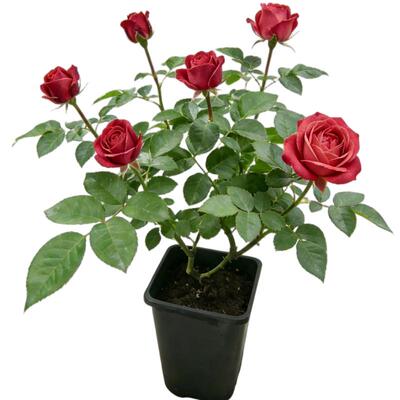 虹越月季小苗精选品种集合