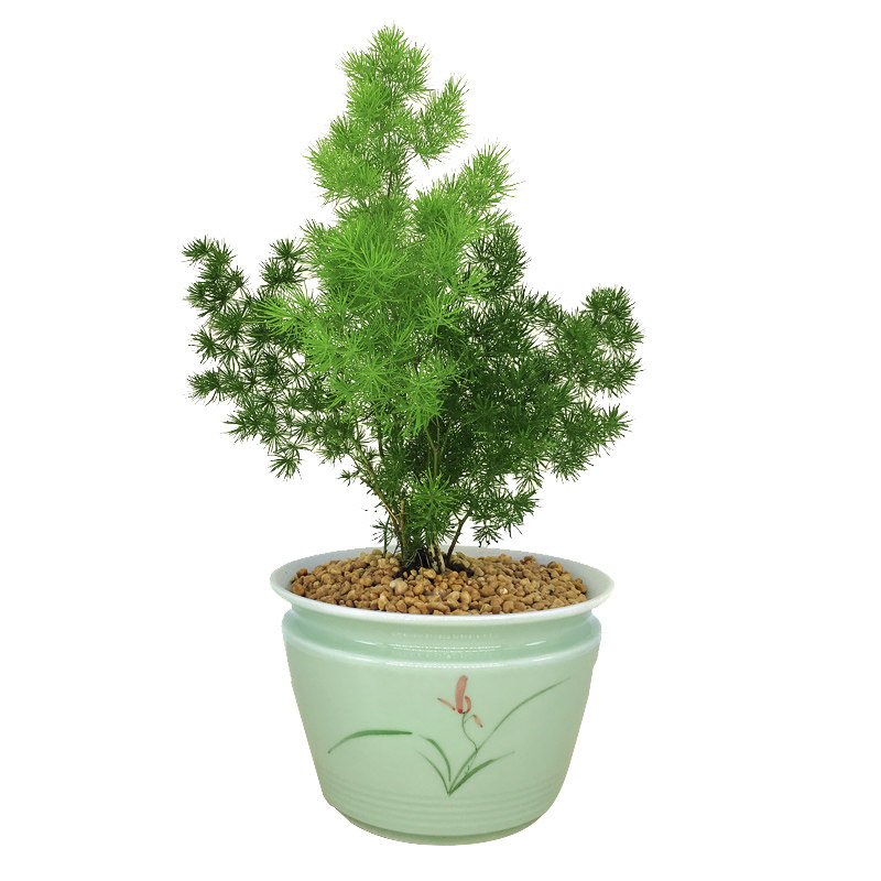 绿色室外生肖猴大型蓬莱松盆栽