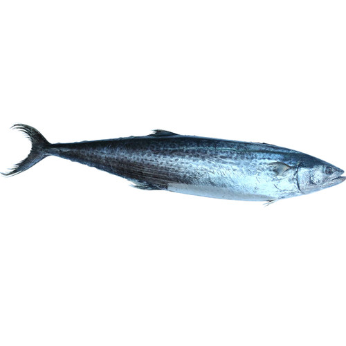 鲅鱼新鲜鲜活野生大鲅鱼深海冷冻水产大马鲛鱼水饺顺丰包邮青岛鱼