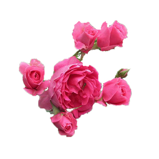 爬藤月季大游行大苗庭院地栽浓香三季开花卉别墅花园拱门抗病耐晒