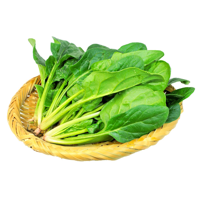 大叶菠菜种子四季易种原生态菠菜籽种子抗病耐热耐寒越冬蔬菜种子