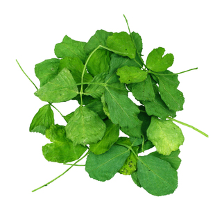 苜蓿草叶宠物幼年兔子食物荷兰猪烘干草养兔专用草全叶子龙猫饲料