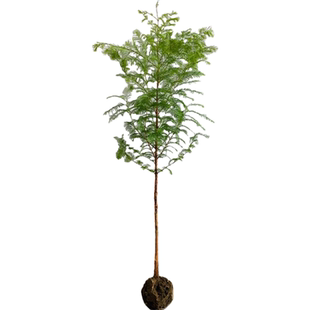 速生水杉苗落羽杉树苗庭院道路农田护坡占地水边耐水耐寒水杉树苗