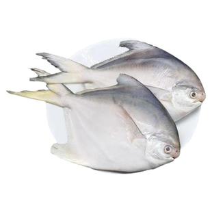 新鲜冷冻银鲳鱼白昌鱼生鲜特大白鲳鱼鲳鳊鱼扁鱼平鱼鲜活海鲜水产