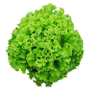 生菜种子四季籽种蔬菜苗大全菜种阳台种籽大全耐寒种孑农家菜籽