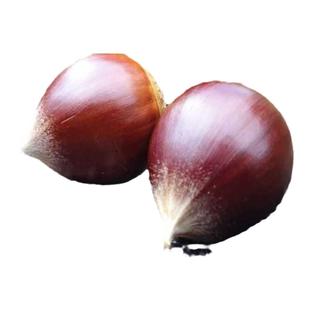 生板栗新鲜现摘建瓯高山锥栗2025年带壳油锥栗尖板栗农家毛栗椎栗