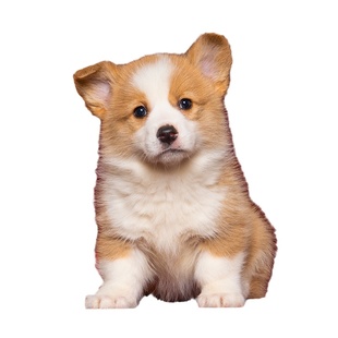 纯种柯基幼犬三色威尔士柯基犬幼崽宠物狗狗活体小短腿秋名山犬舍