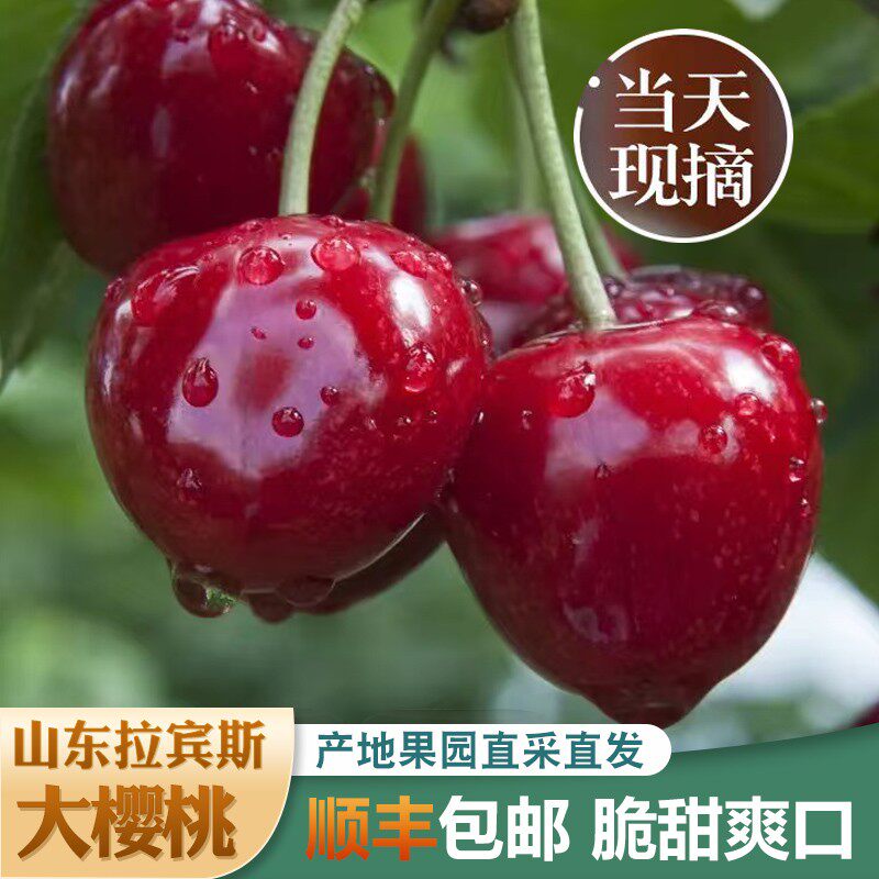 高品质纯甜美早现摘正宗山东烟台大樱桃新鲜水果顺丰24-32mm