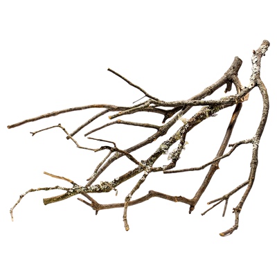 黄梨木树枝溪流缸树枝南美缸造景枝条天然枯木鱼缸装饰沉木细枝