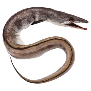 风鳗筒整条舟山特产海鳗鱼干东海大风鳗鱼筒鳗鱼鲞淡晒海鲜干货