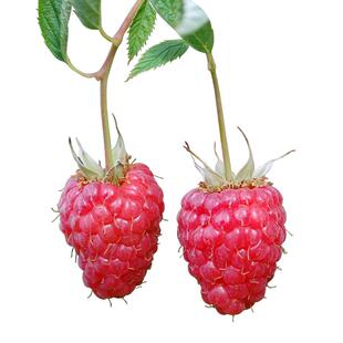 虹越树莓苗覆盆子果苗盆栽水果树阳台南方北方种植多年生耐热耐寒