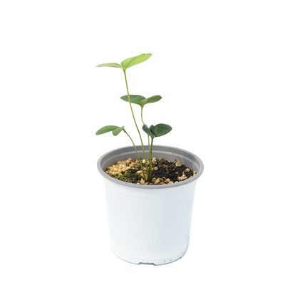 墨西哥泽米铁四叶草块根简单养