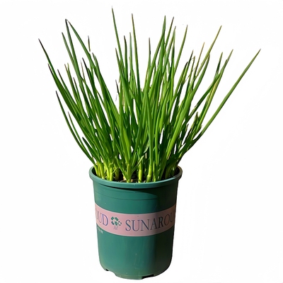 四季小香葱种子当季新种子包发芽