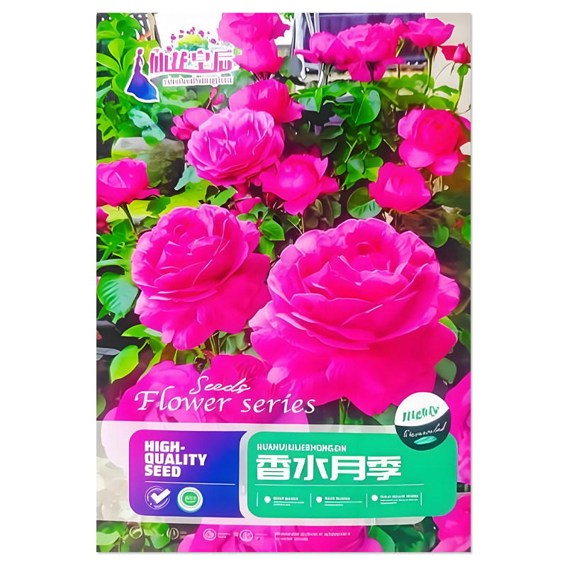 香水月季花种子花卉种子