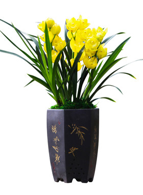 世界超香兰花好运连连