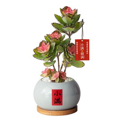 锦绣牡丹多肉植物中式风桌面好养