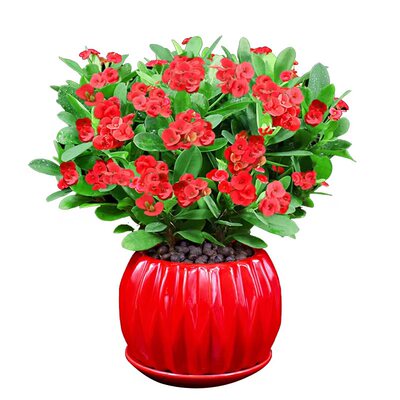 虎刺梅阳台庭院四季开花冲量促销