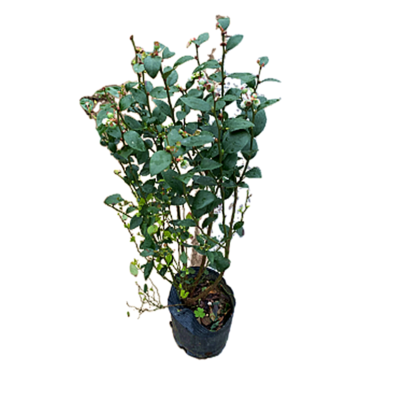 蓝莓果树苗四季水果盆栽地栽树特大蓝莓树苗南方北方种植当年结果
