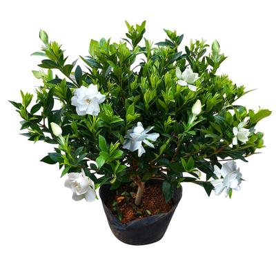 小叶独杆栀子花阳台盆栽好成活