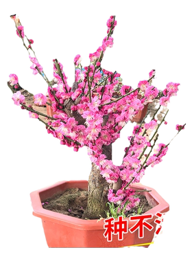 梅花盆栽树苗红梅腊梅盆景