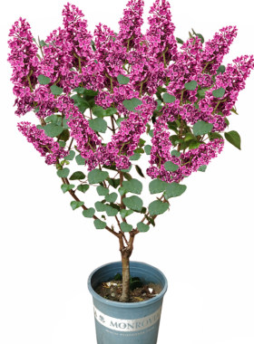 丁香花树苗四季浓香庭院绿化耐寒