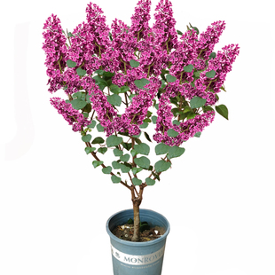 丁香花苗盆栽四季浓香庭院耐寒欧洲丁香花树苗花卉绿植物紫丁香苗