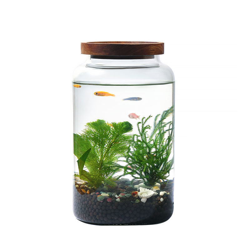 生态瓶水草小鱼缸玻璃办公桌面微景观生日情侣礼物DIY作业免换水