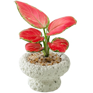 吉利红绿植小盆栽办公室内桌面摆件植物好养活四季懒人情绪花卉