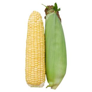 超甜水果玉米种子特大高产鲜食甜玉米种孑甜糯玉米种籽官方旗舰店
