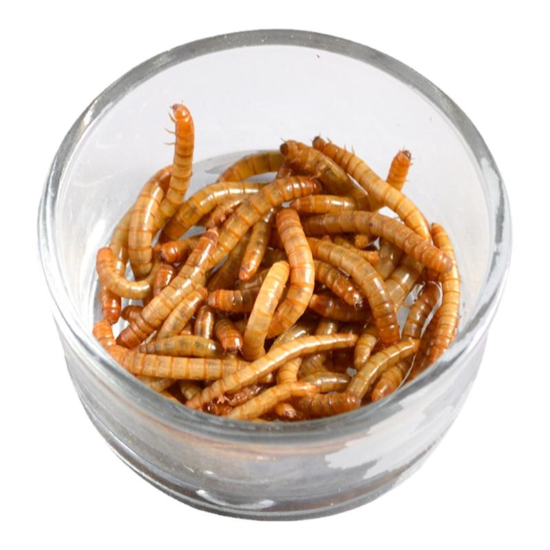 面包虫活体包邮黄粉虫活体宠物饲料面包虫龙鱼蜥蜴龟蛙麻雀开口虫