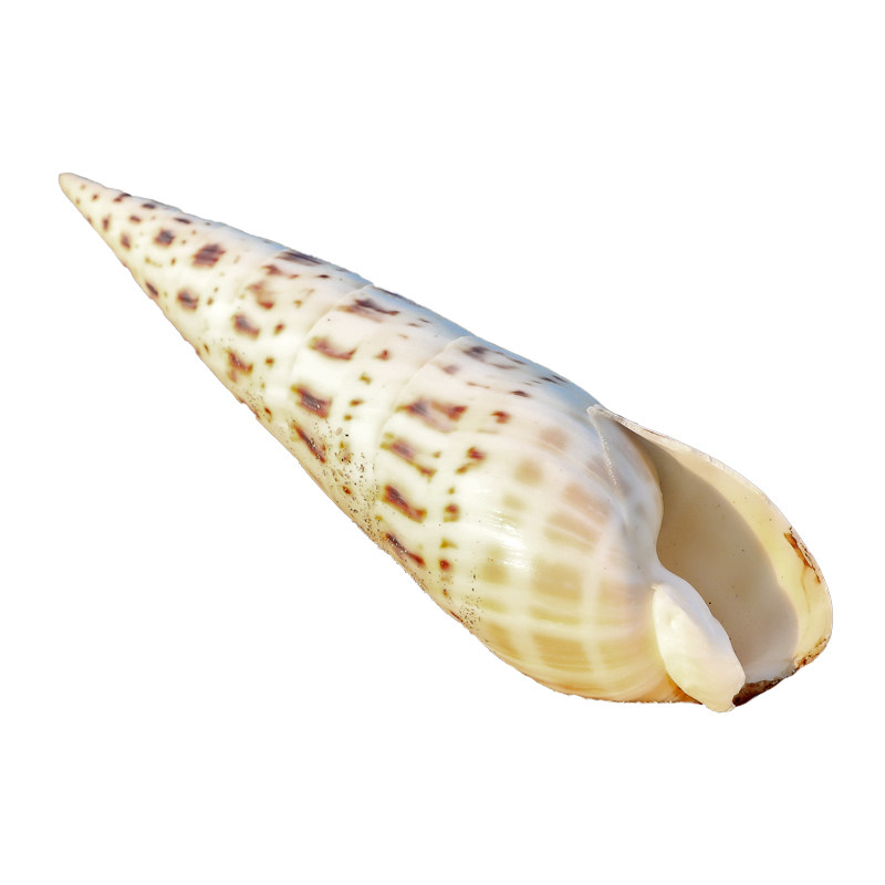 竹笋螺天然稀有海螺贝壳